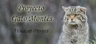 Colabora con Proyecto Gato Montés