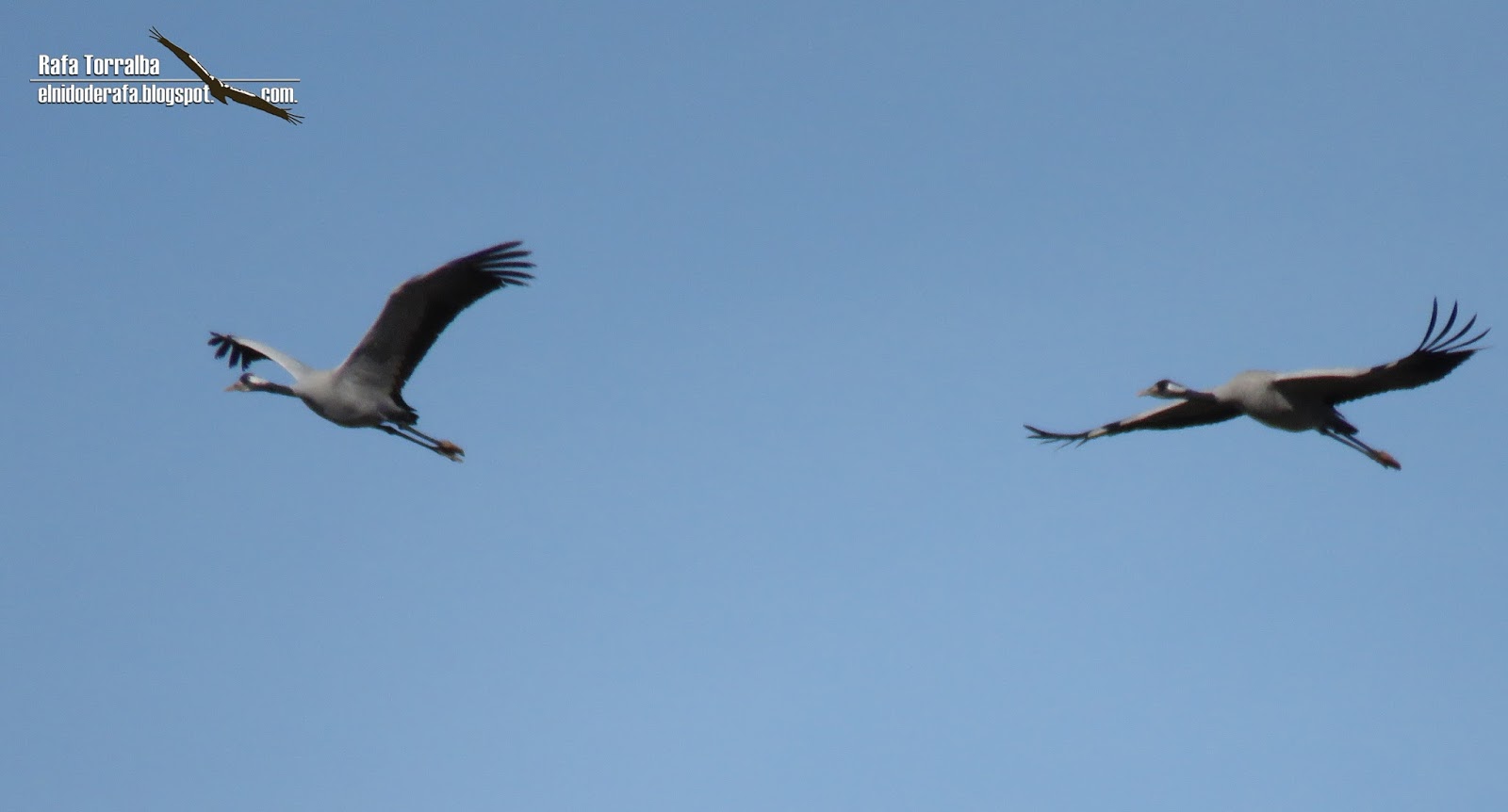 El Nido de Rafa La Mancha Húmeda