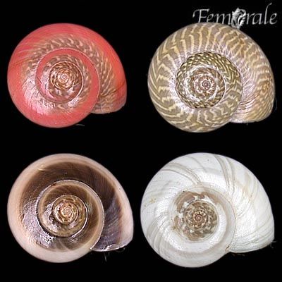 Real Monstrosities: Button Top