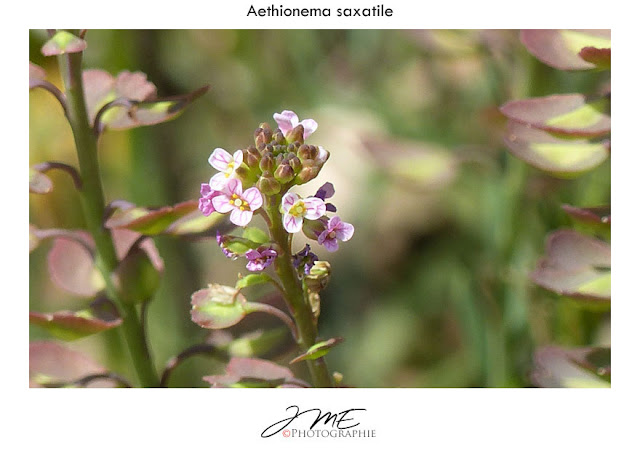 Vlinderstruik Buddleja Davidii Ile De France