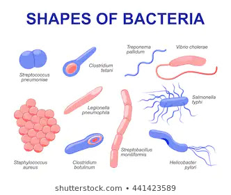Bacteria: Definition, Structure, Types, Shapes And Economic Importance Bacteria: Definition, Structure, Types, Shapes And Economic Importance