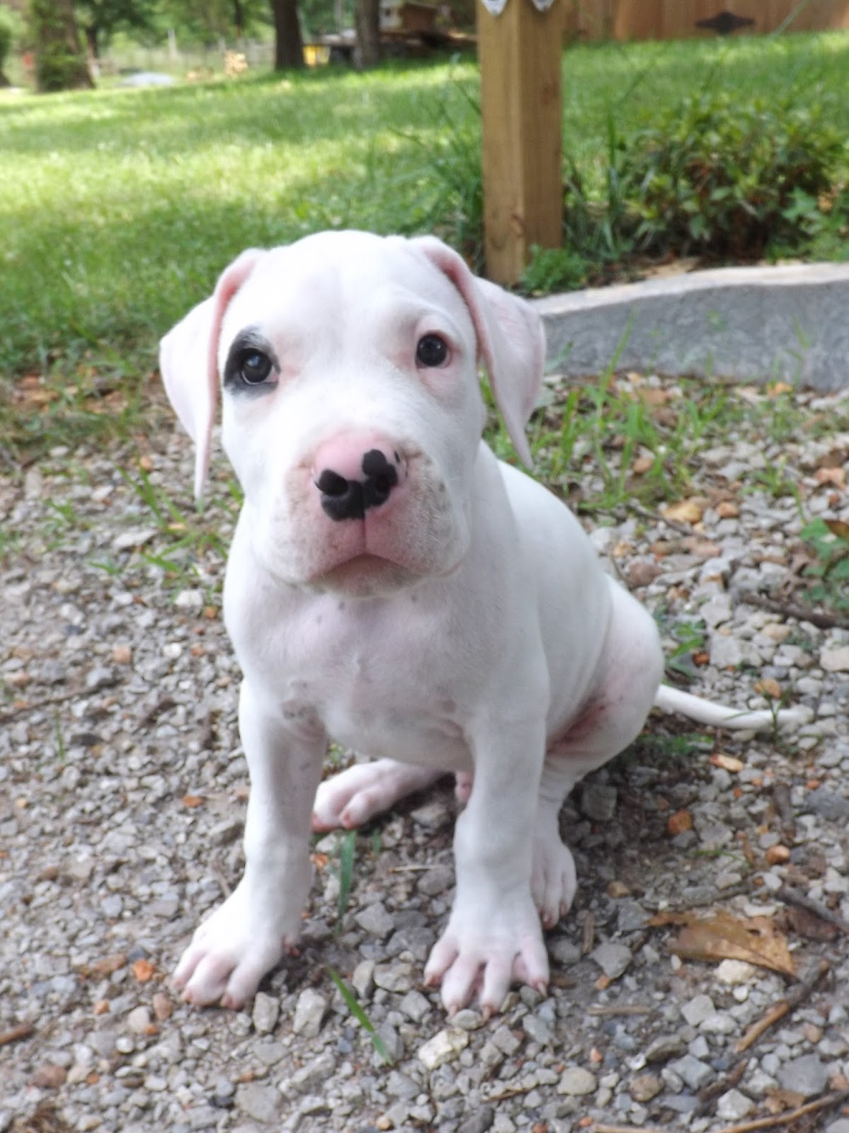 Yo Amor Dogo's Alex and Petey 9 week old male Dogo Argentino Puppies