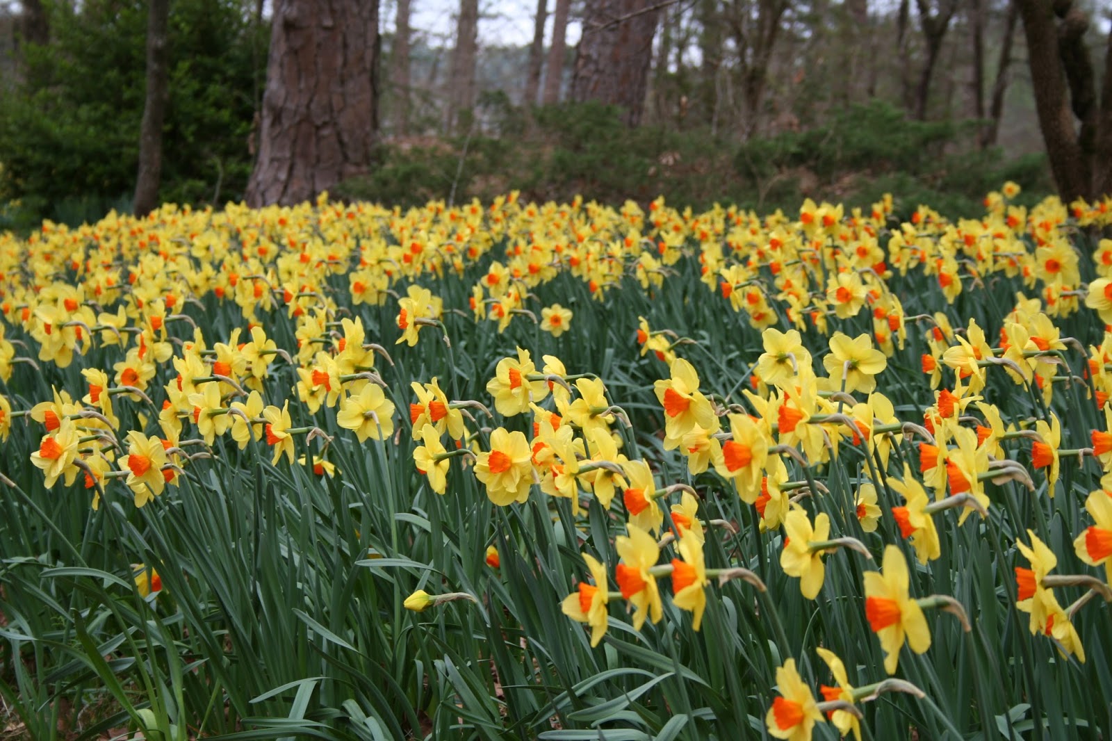 Weird, Wacky and Wild South: Spring blooming at Garvan Woodland Gardens