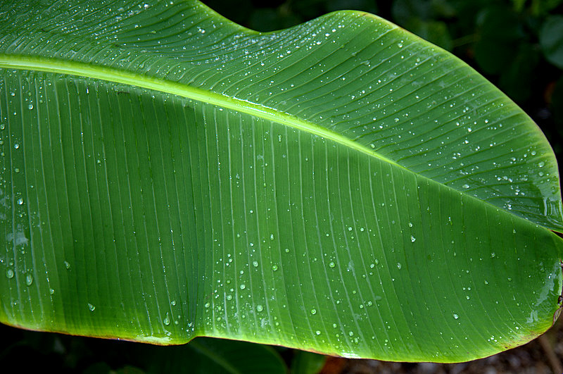 Banana leaves benefits picture