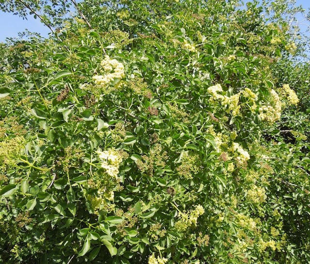 E is for Elderberry