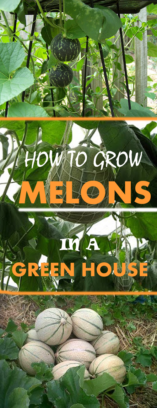 How to Grow Melon and Cantaloupe, Growing Your Own Melons at Home