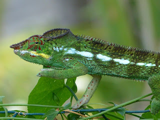 Furcifer pardalis - Caméléon panthère - Endormi Furcifer pardalis - Caméléon panthère - Endormi