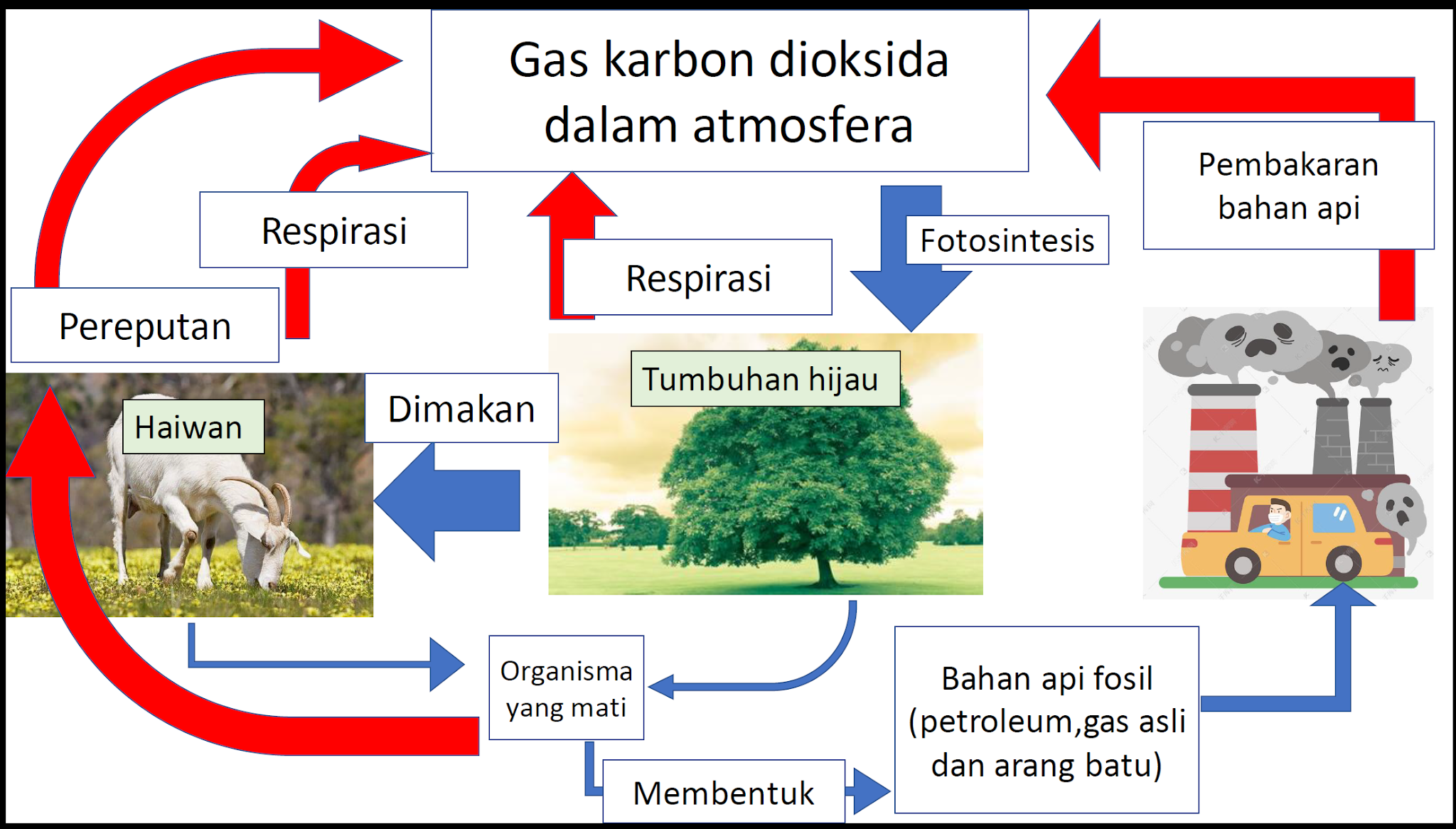 Explore to Koh's Science World ( Blog Sains) KITAR KARBON DAN KITAR