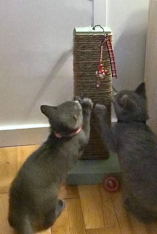 New kittens using the DIY scratching post