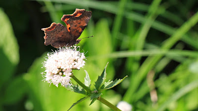 Angel-Winged Butterfly, on the way to Yellow Aster Butte