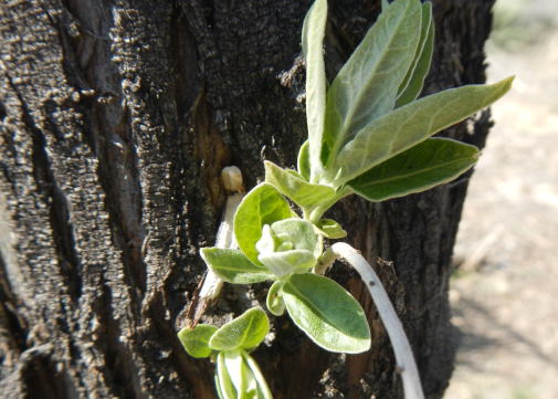 Powell Gardens Blog A Sample Of Colorful Evergreens From Powell