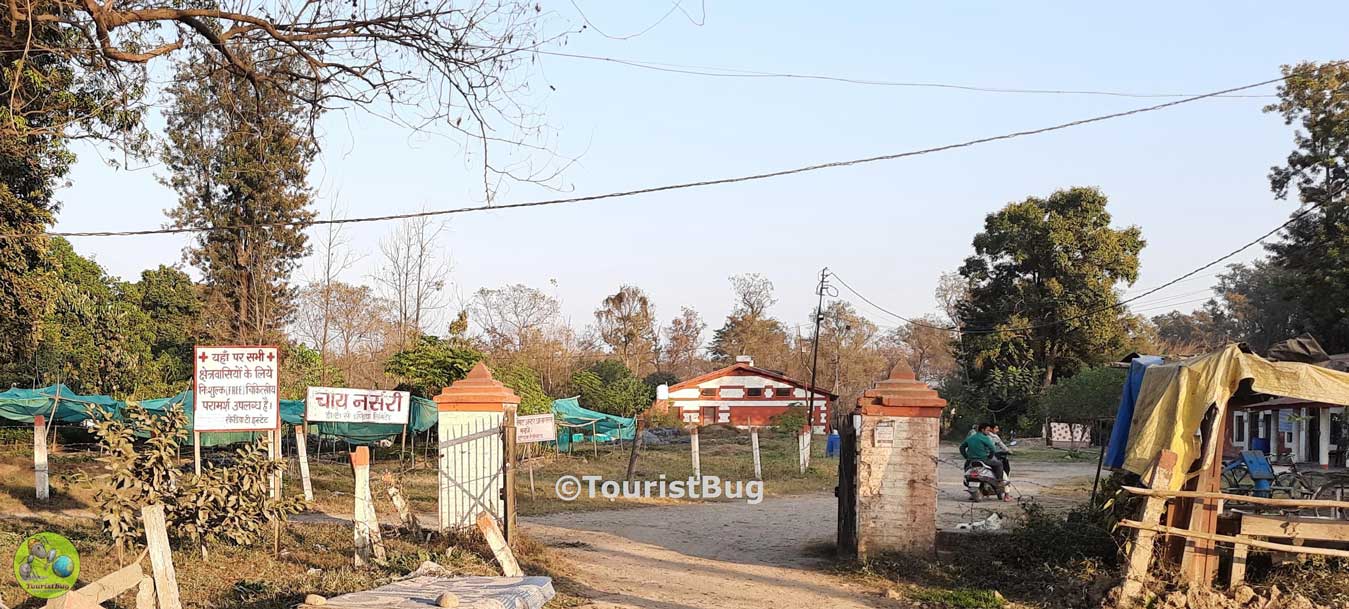 Tea Garden Dehradun Uttarakhand
