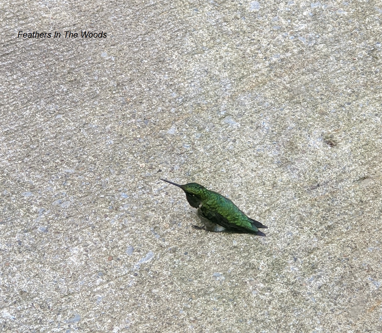 What to do when a hummingbird runs into a window Feathers in the woods
