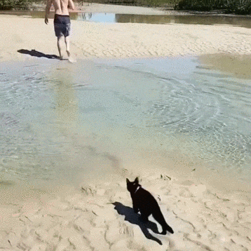 헤엄치는 고양이 | 인스티즈