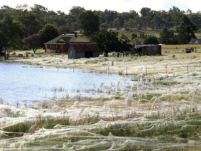 Inundaciones en Australia: las arañas se apoderan de un pueblo.