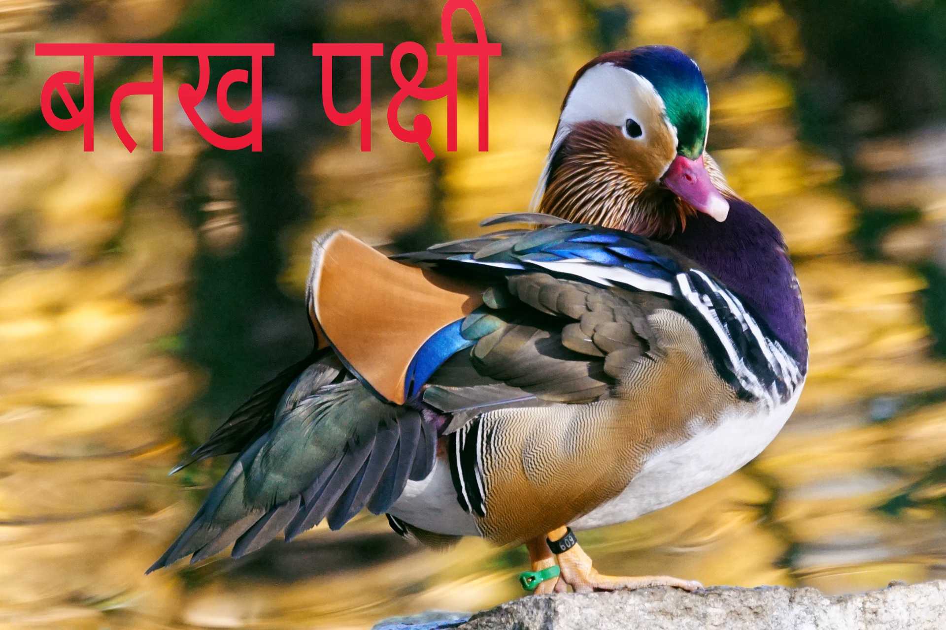 duck bird essay in hindi language