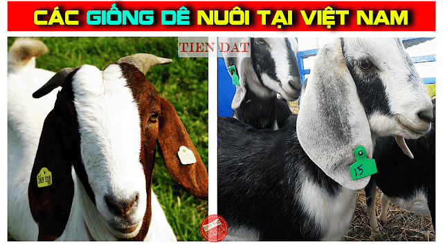 Các giống dê được nuôi tại Việt Nam