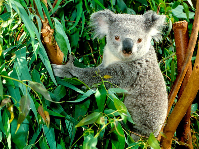 13451-Koala Desktop Animal HD Wallpaperz