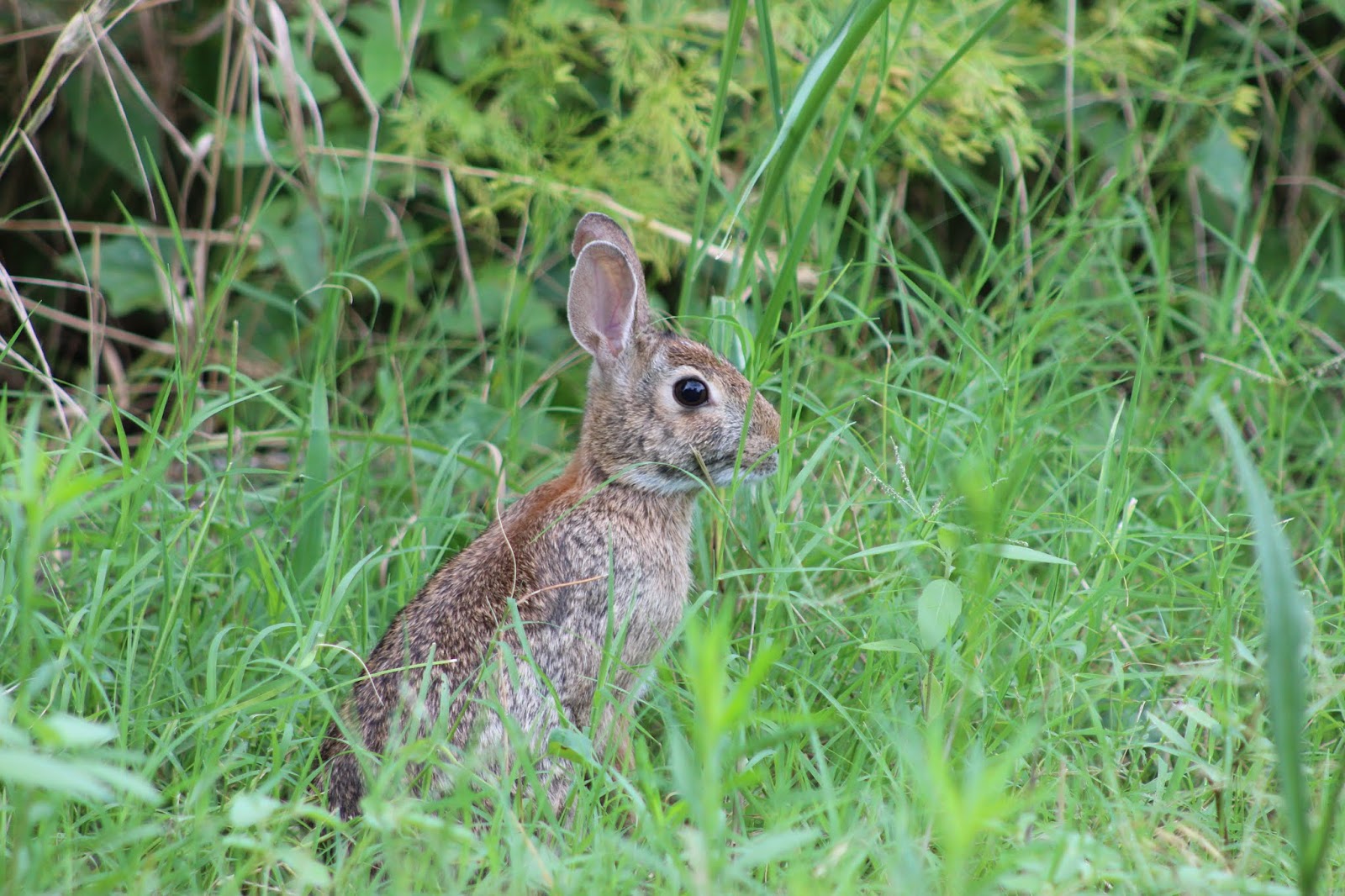 Friends of Hagerman National Wildlife Refuge