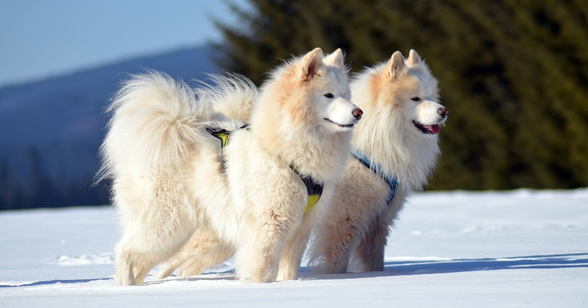10 most beautiful dogs breeds in the world