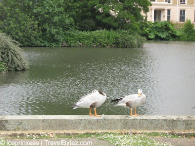London Kew Gardens Ducks