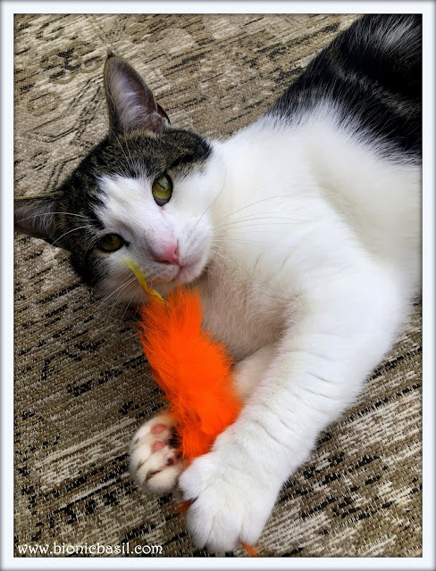 Melvyn and The Furry Carrot @BionicBasilÂ® 