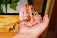 Which-is-the-most-venomous-snake-in-the-world-deadliest snake-killer snake Which-is-the-most-venomous-snake-in-the-world-deadliest snake-killer snake
