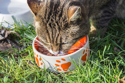 alt="gato comiendo comida casera"