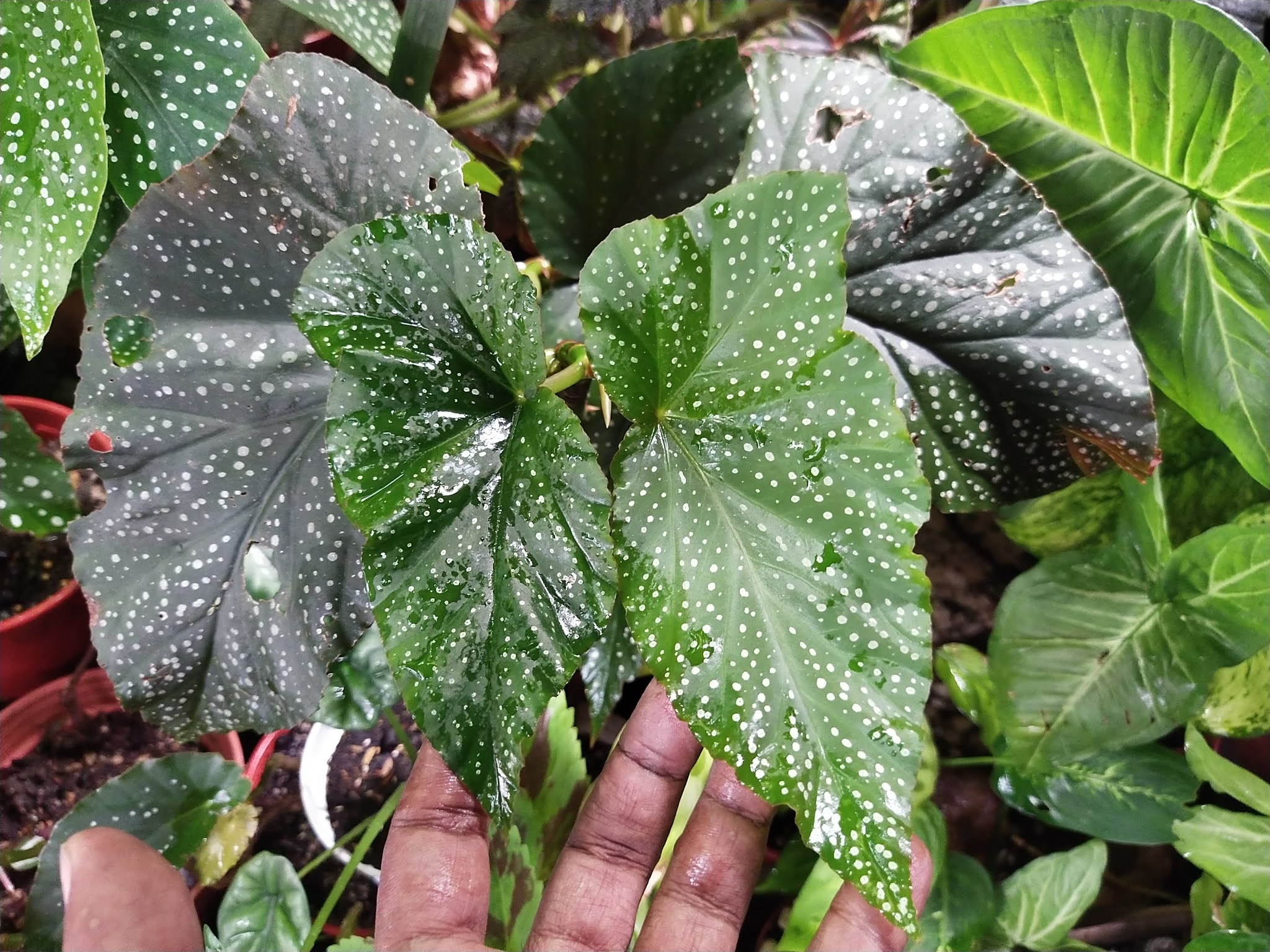 Garden Chronicles of James David 42 Different Types Cane Begonias