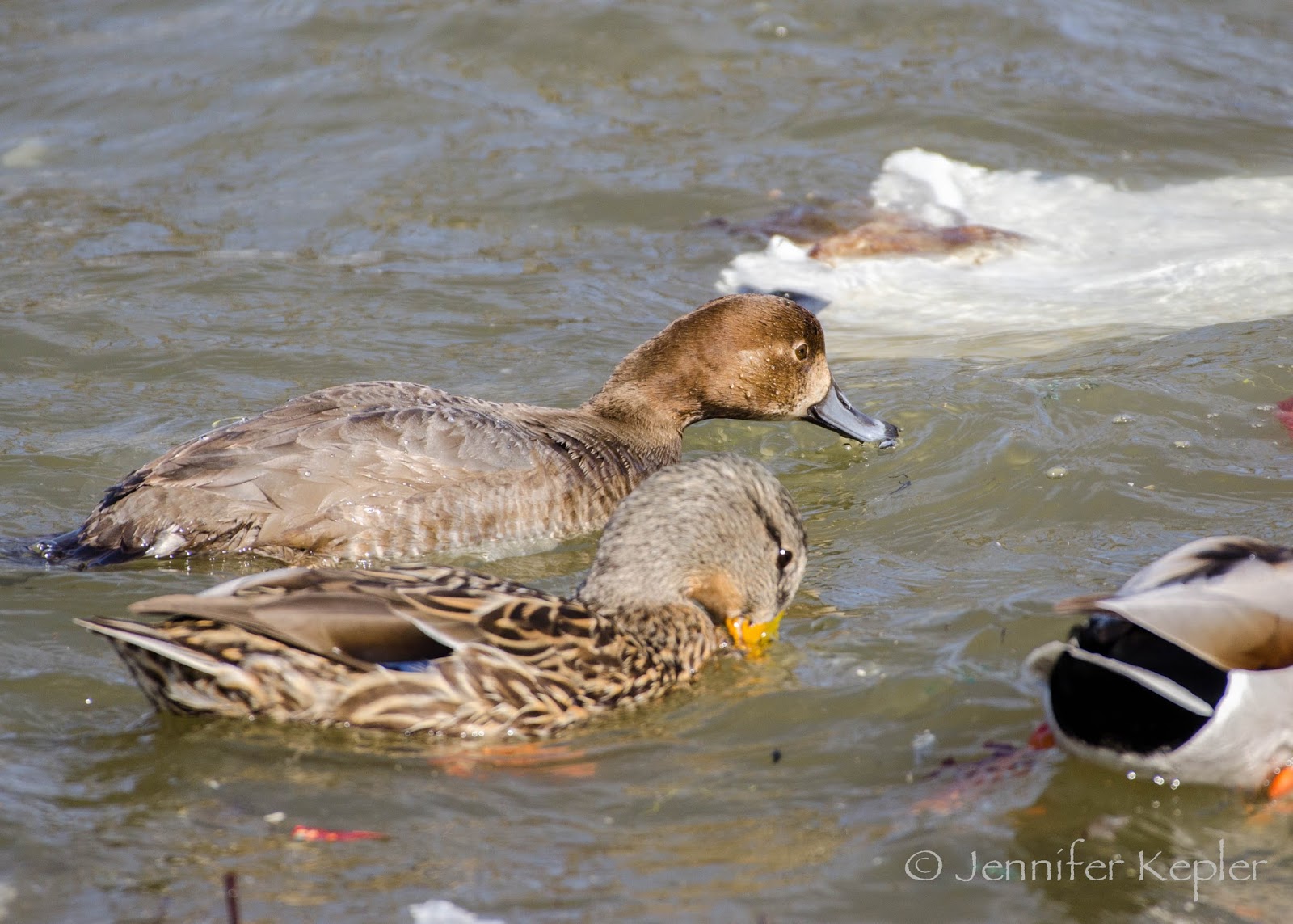 Snapshots of Nature Trash Birds