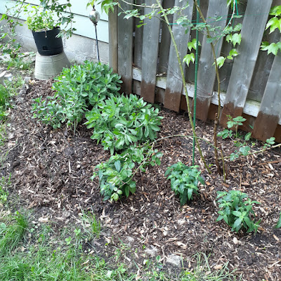 Riverdale Toronto New Garden Makeover After by Paul Jung Gardening Services--a Small Toronto Gardening Company