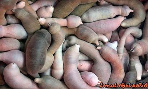 5 Hewan Aneh Yang Mirip Dengan Penis Manusia Kaskus