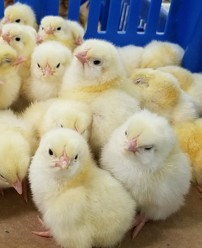 Benefits of Molasses for Chickens Fresh Eggs Daily® with Lisa Steele