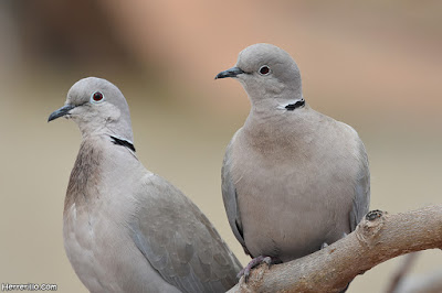 Tórtolas turcas (Streptopelia decaocto)