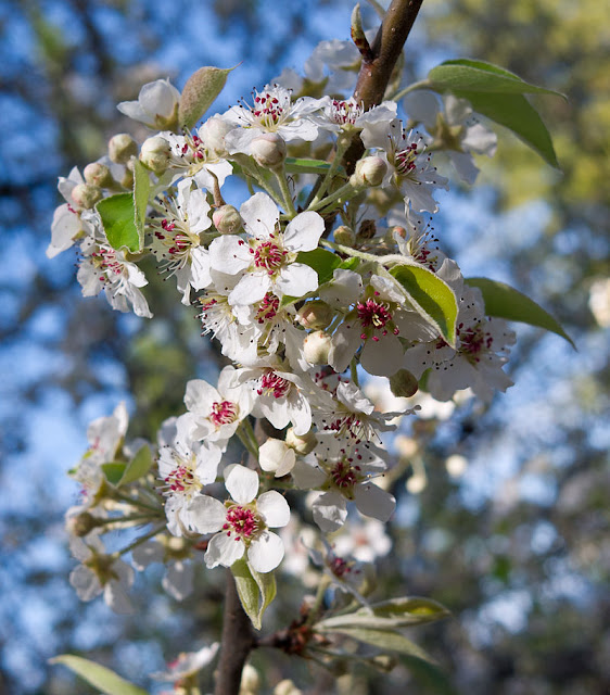 Всё о бегониях и не только... Груша пашиа (Pyrus pashia)