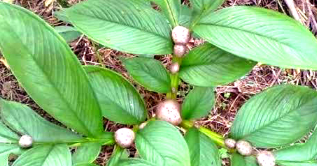 Porang Adalah Tanaman : Mentan Syahrul Sebut Porang Adalah Komoditas