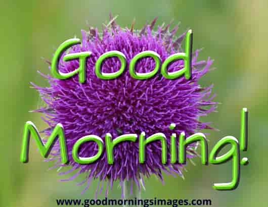 Good Morning Shayari With Images For Her Good Morning Shayari With Images For Her