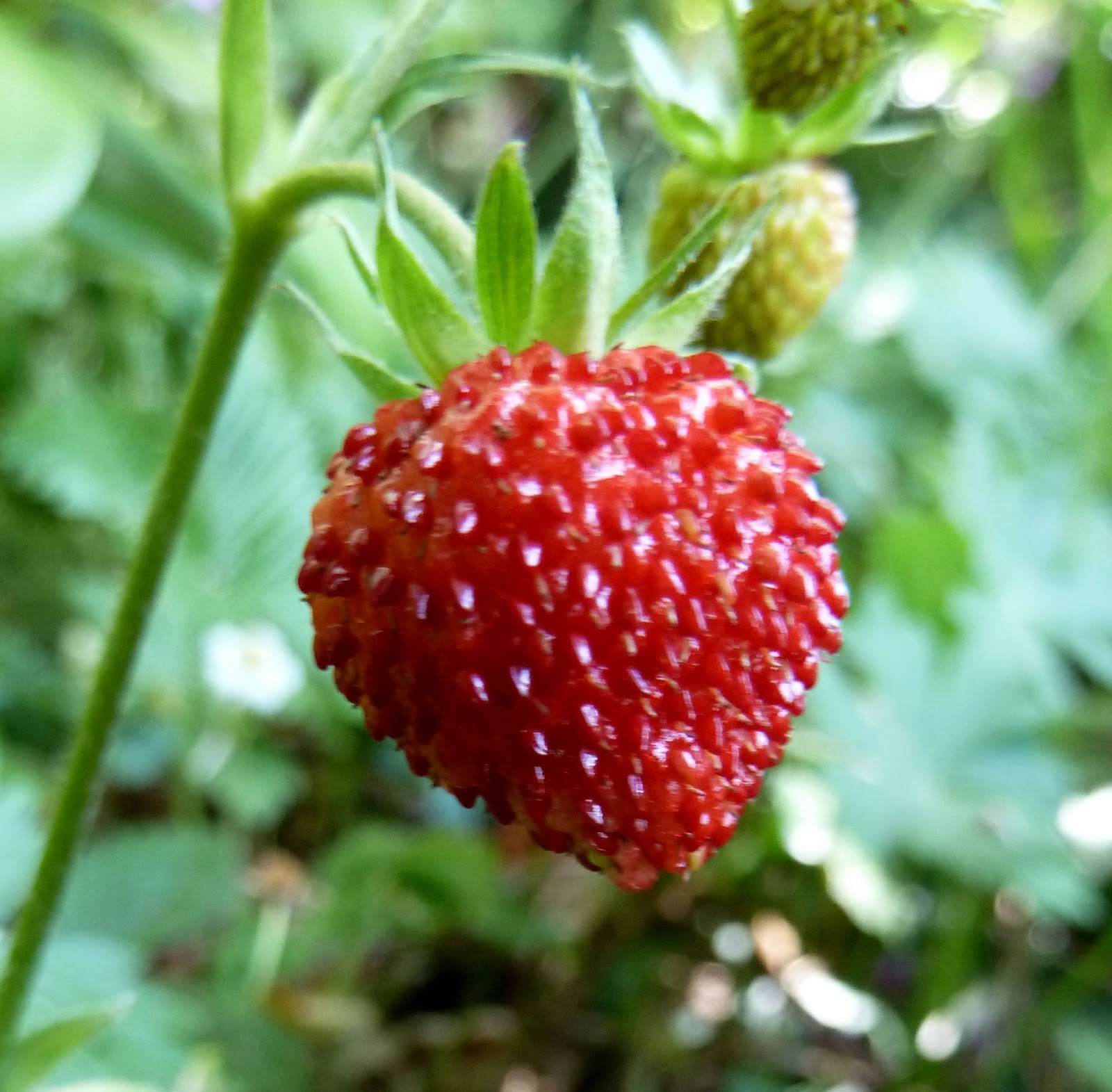 Le jardin d'Adiante Fraise des bois et fraises des bois