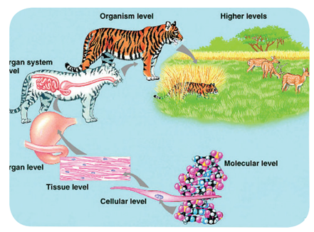 Sebutkan Tingkatan Hierarki Kehidupan Makhluk Hidup - Mobile Legends