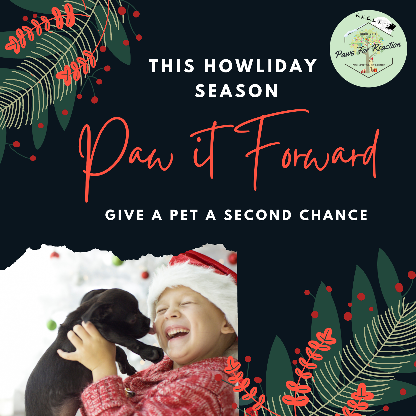 Paws for Reaction OSPCA Christmas campaigns a success for pets & community