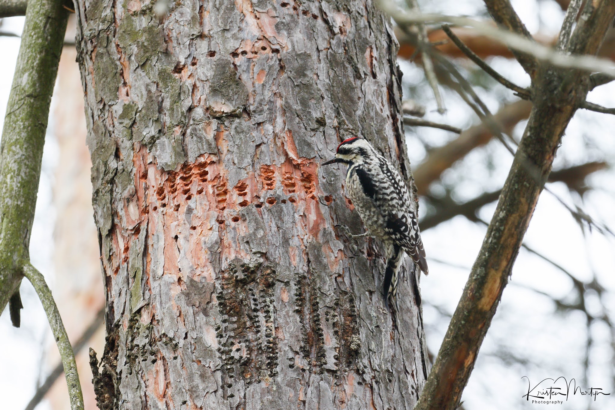 5 Fun Facts About Woodpeckers | Nature Notes Blog
