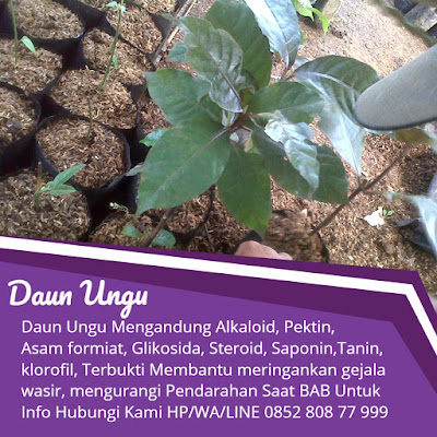 Cara Menyembuhkan Wasir Yang Sudah Berdarah
