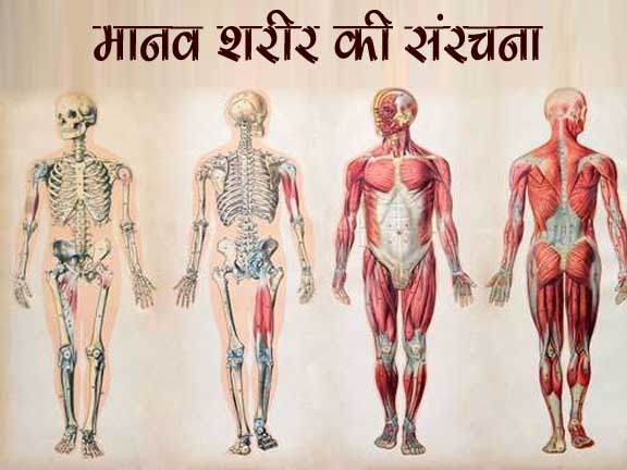 मानव शरीर की संरचना | Human Body General Knowledge - GK in Hindi | MP