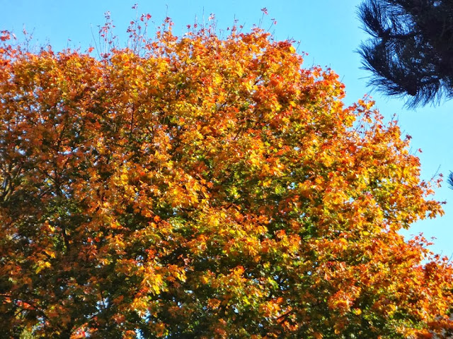 Orange foliage, fall, Vancouver