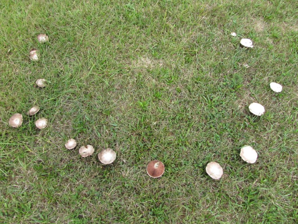 Pinehaven Farmersville, Ohio The Fairy Rings