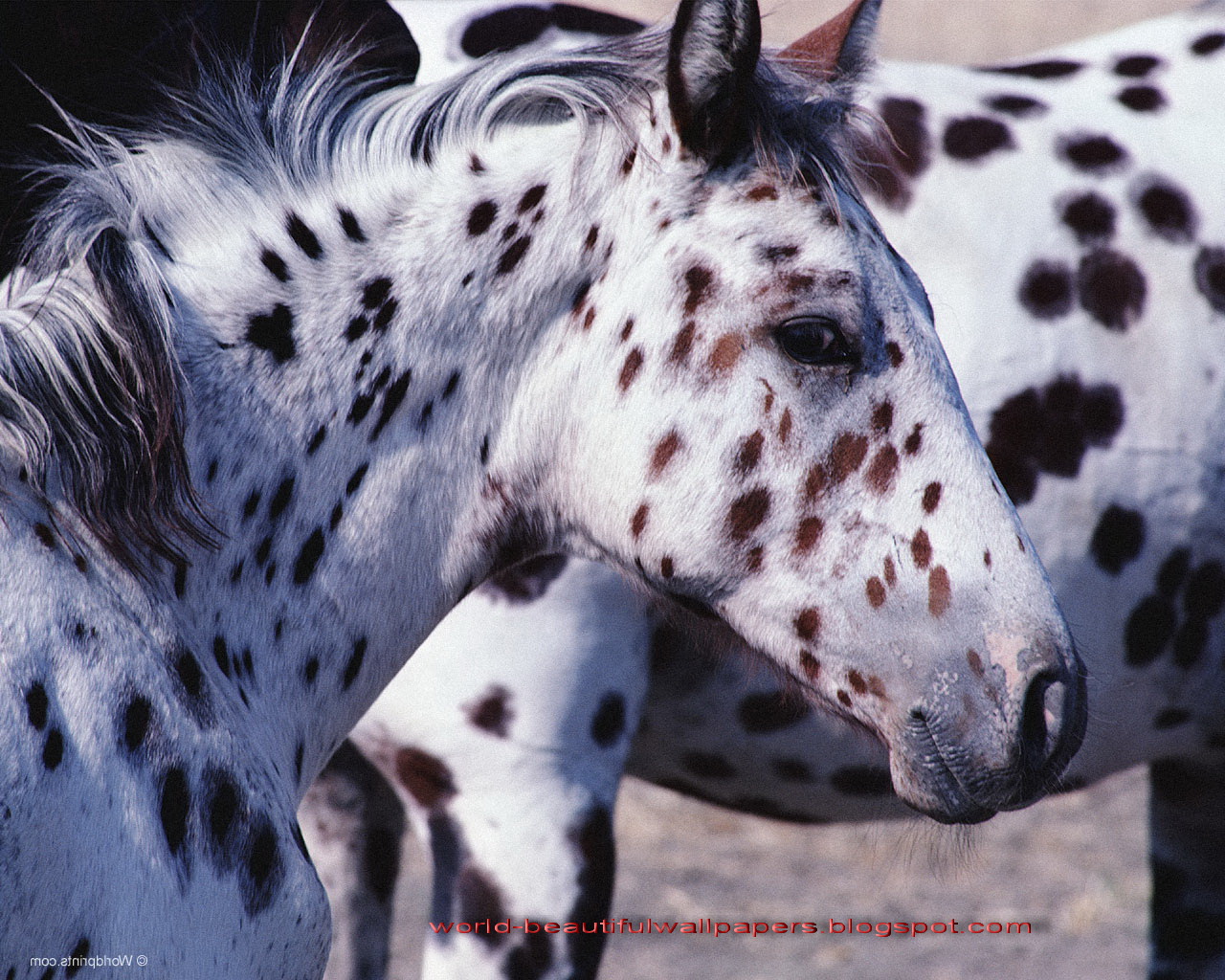 Beautiful Wallpapers spotted horse pictures