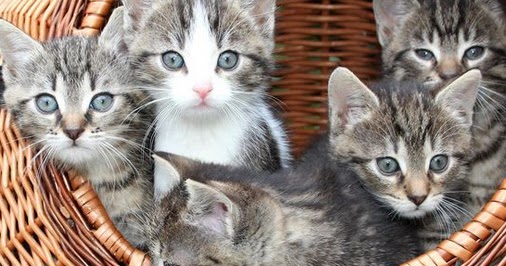 99 Arti Mimpi Kucing Coklat Menurut Islam Dan Primbon Jawa Tafsir Mimpi Kucing