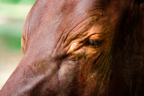 Zoo News Digest: Zoo News Digest 16th - 19th April 2011 (Zoo News 742)