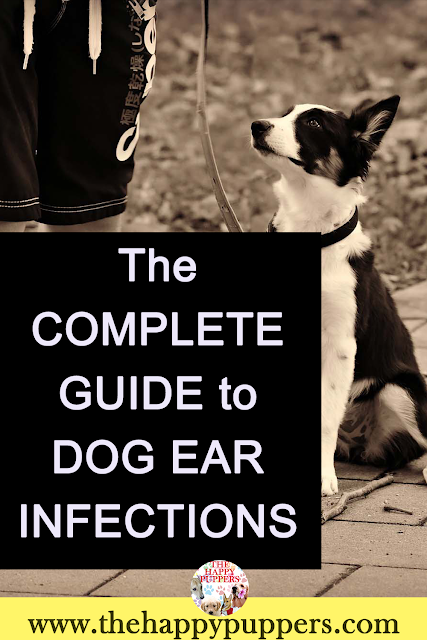 The complete guide to ear infection in dogs