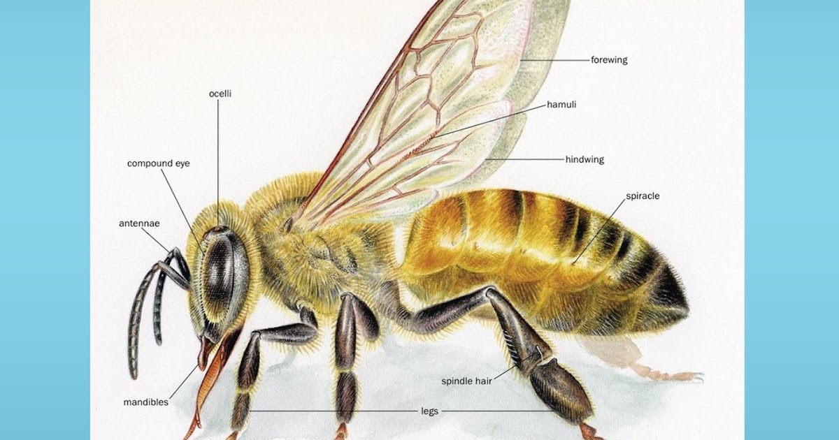 Insect Morphology And Systematics ICAR E course Free PDF Book Download